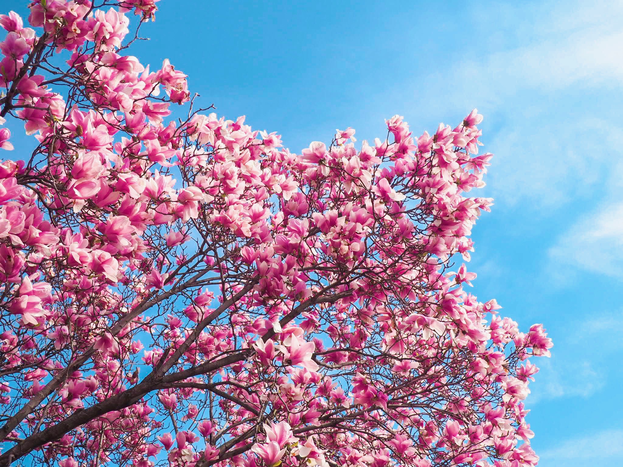 Kwanzan Trees in Washington D.C.