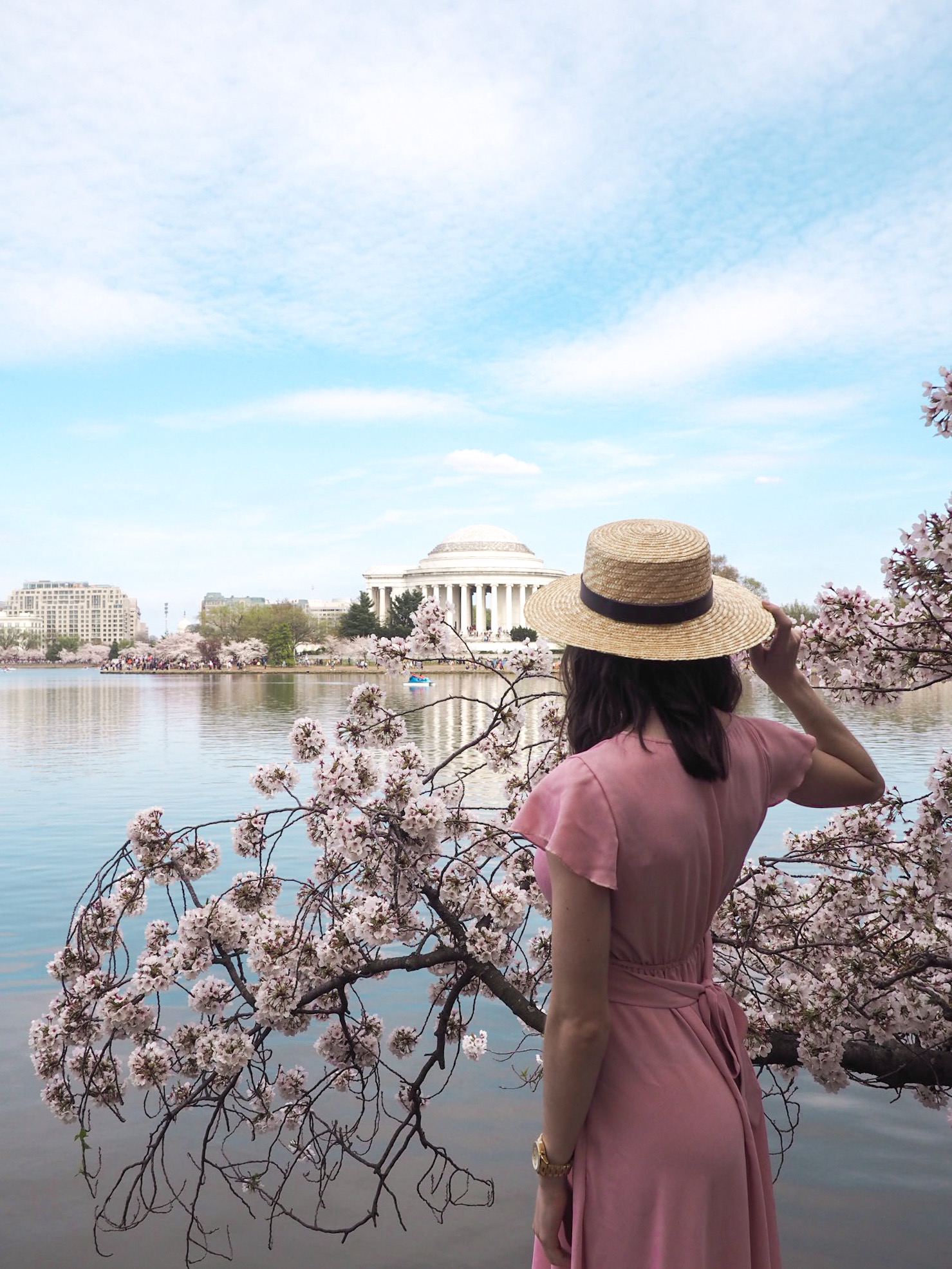 Yoshino Trees - Cherry Blossom trees in Washington D.C.