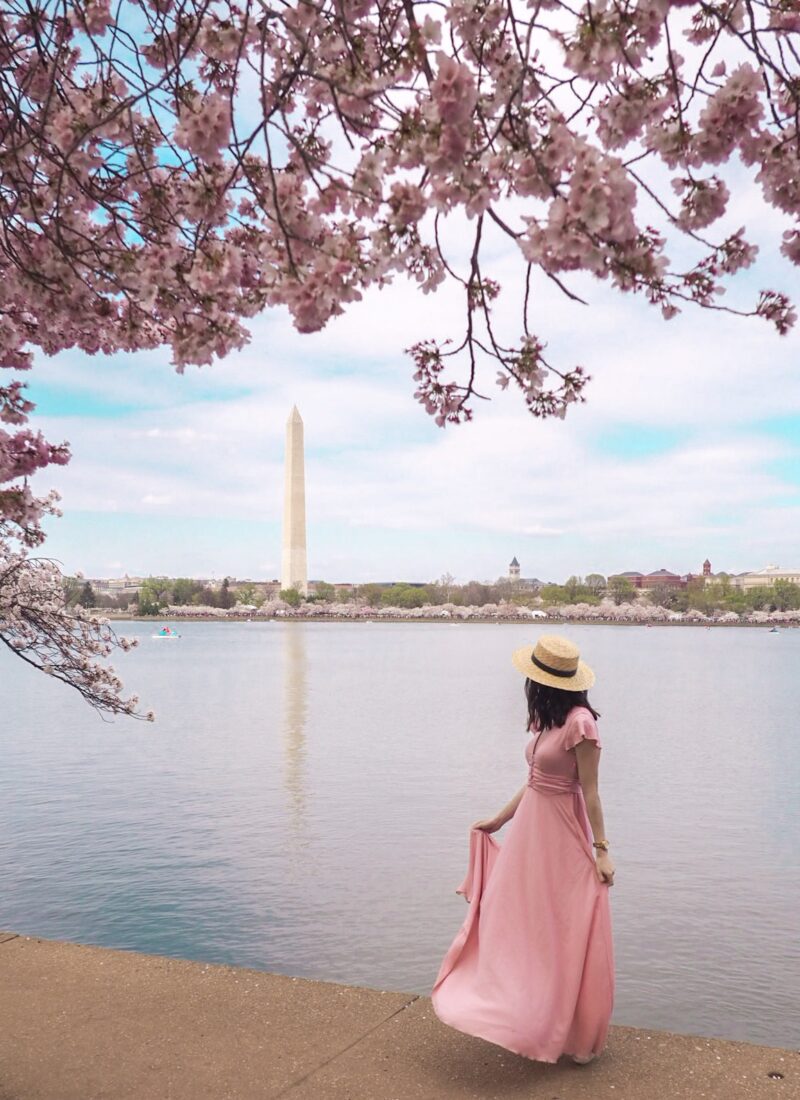 Tips to See the Cherry Blossoms in Washington D.C.