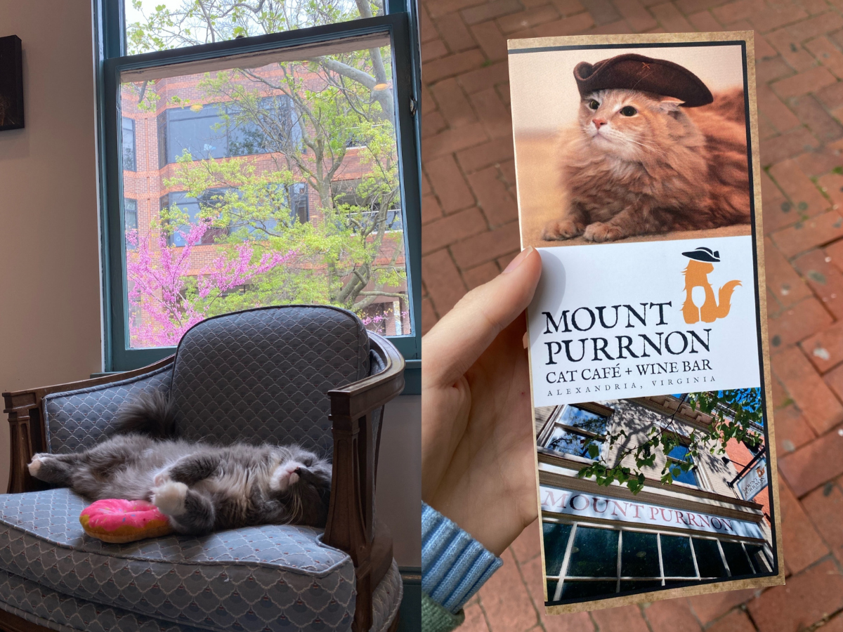 Mount Purrnon is one of the top things to do in Alexandria for a cat lover
